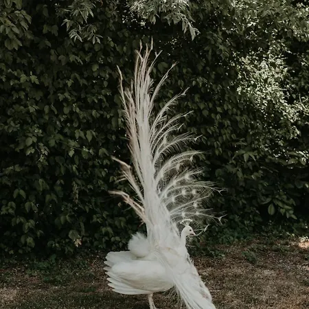 Orman Evi La Petite Motte