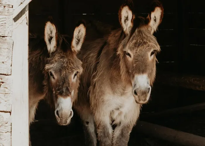 La Petite Motte * Ceton