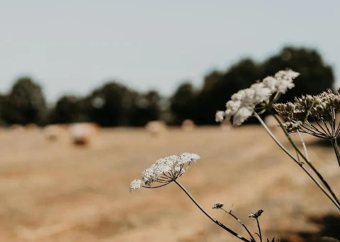 אכסניה La Petite Motte סטון