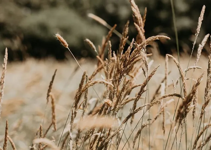 La Petite Motte Orman Evi *